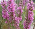 Lythrum Salicaria Extract